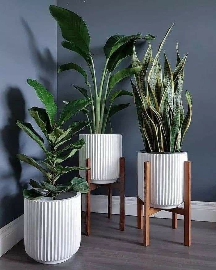 Plant Stand